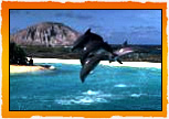 Dolphins in Hawaii during Teen Summer Camp